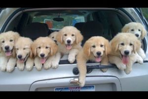 Funniest & Cutest Golden Retriever Puppies #23- Funny Puppy Videos 2020