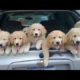 Funniest & Cutest Golden Retriever Puppies #23- Funny Puppy Videos 2020