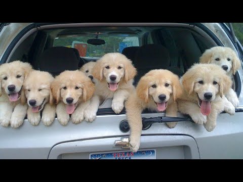 Funniest & Cutest Golden Retriever Puppies #23- Funny Puppy Videos 2020
