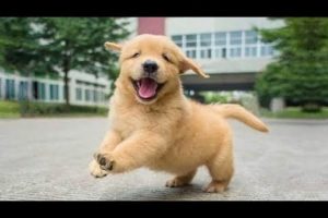 Funniest & Cutest Golden Retriever Puppies - 30 Minutes of Funny Puppy Videos 2022 #13