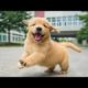 Funniest & Cutest Golden Retriever Puppies - 30 Minutes of Funny Puppy Videos 2022 #13