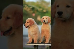 Funniest & Cutest Puppies - Funny Puppy Videos | Cute and Funny Dog Videos | Minutes of Funny Puppy