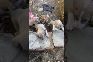 Funniest & Cutest puppies #shorts #viral #puppy #puppylove #puppies
