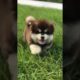Funniest and Cutest Puppies, Funny Puppy Video 2022 Ep1317