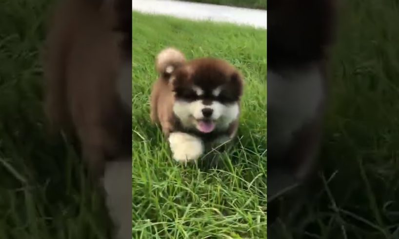 Funniest and Cutest Puppies, Funny Puppy Video 2022 Ep1317
