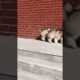 Funniest and Cutest Puppies, Funny Puppy Video 2022 Ep1388