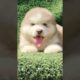 Funniest and Cutest Puppies, Funny Puppy Video 2022 Ep1391