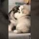 Funniest and Cutest Puppies, Funny Puppy Video 2022 Ep1460