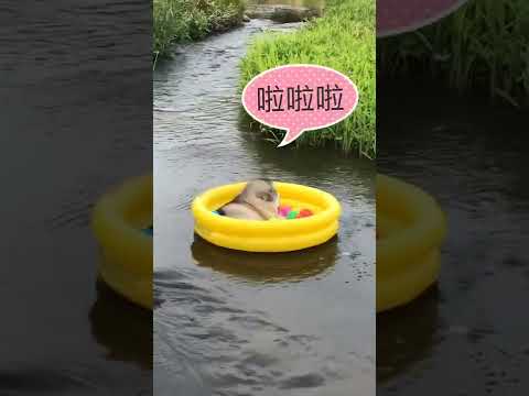 Funniest and Cutest Puppies, Funny Puppy Video 2022 Ep1532
