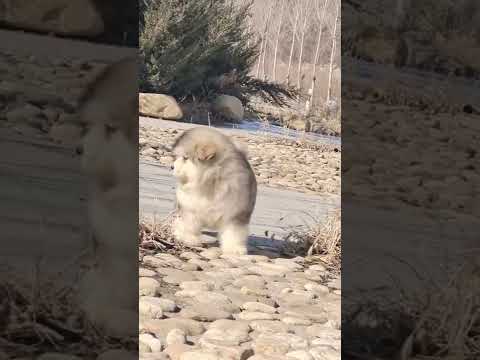 Funniest and Cutest Puppies, Funny Puppy Video 2022 Ep1536