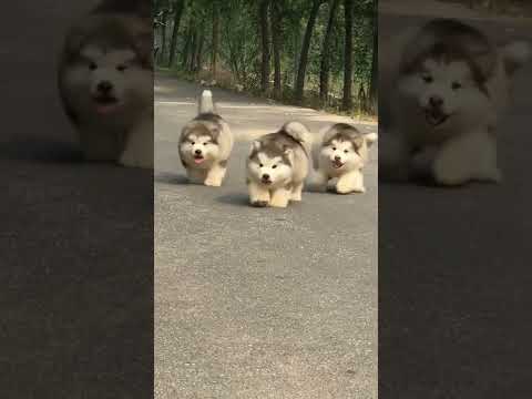 Funniest and Cutest Puppies, Funny Puppy Video 2022 Ep1537