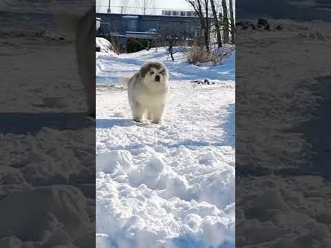 Funniest and Cutest Puppies, Funny Puppy Video 2022 Ep1561