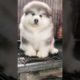 Funniest and Cutest Puppies, Funny Puppy Video 2022 Ep1601