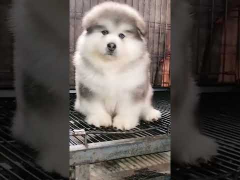 Funniest and Cutest Puppies, Funny Puppy Video 2022 Ep1601