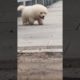 Funniest and Cutest Puppies, Funny Puppy Video 2022 Ep1634