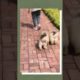 Funniest and Cutest Puppies, Funny Puppy Video 2022 Ep859