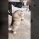 Funniest and Cutest Puppies, Funny Puppy Video 2022 Ep868