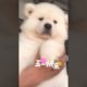 Funniest and Cutest Puppies, Funny Puppy Video 2022 Ep870