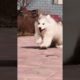 Funniest and Cutest Puppies, Funny Puppy Video 2022 Ep884