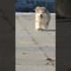 Funniest and Cutest Puppies, Funny Puppy Video 2022 Ep911