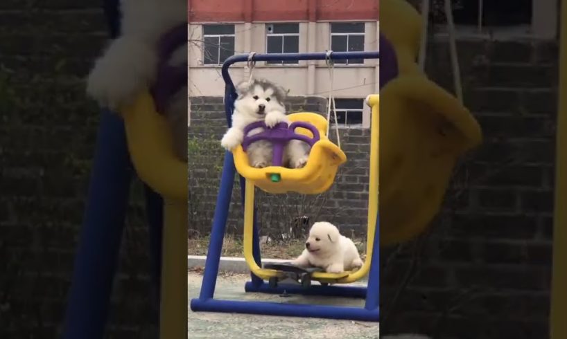 Funniest and Cutest Puppies, Funny Puppy Video 2022 Ep915