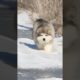 Funniest and Cutest Puppies, Funny Puppy Video 2022 Ep916