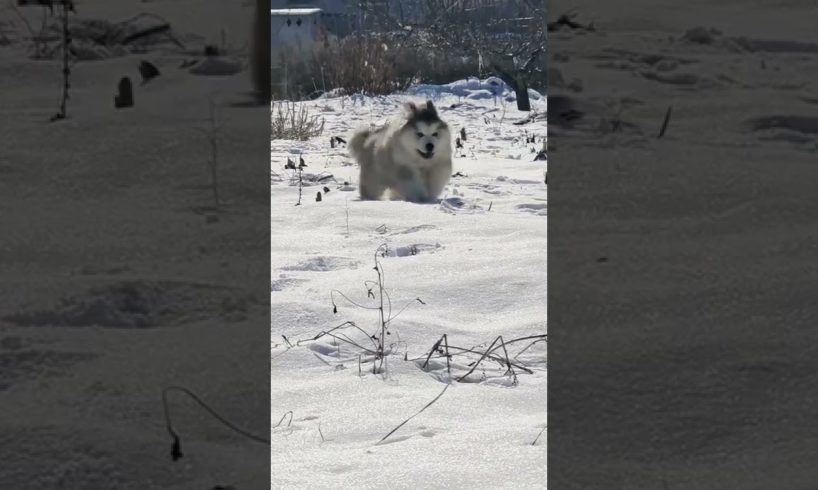 Funniest and Cutest Puppies, Funny Puppy Video 2022 Ep931