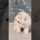 Funniest and Cutest Puppies, Funny Puppy Video 2022 Ep964