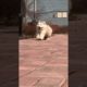 Funniest and Cutest Puppies, Funny Puppy Video 2022 Ep978