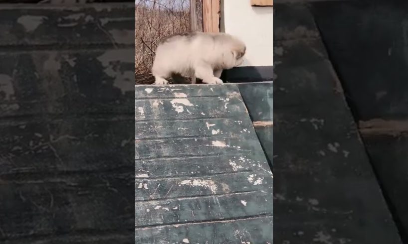 Funniest and Cutest Puppies, Funny Puppy Video 2022 Ep993