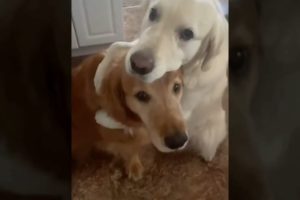 Funniest kitten and Cutest puppies  videos #dearanimal #cute_animals #funny #dog #cat