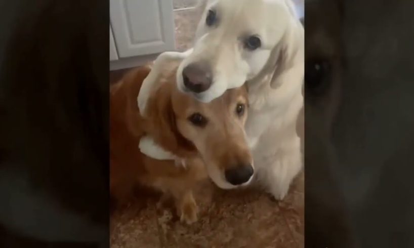 Funniest kitten and Cutest puppies  videos #dearanimal #cute_animals #funny #dog #cat