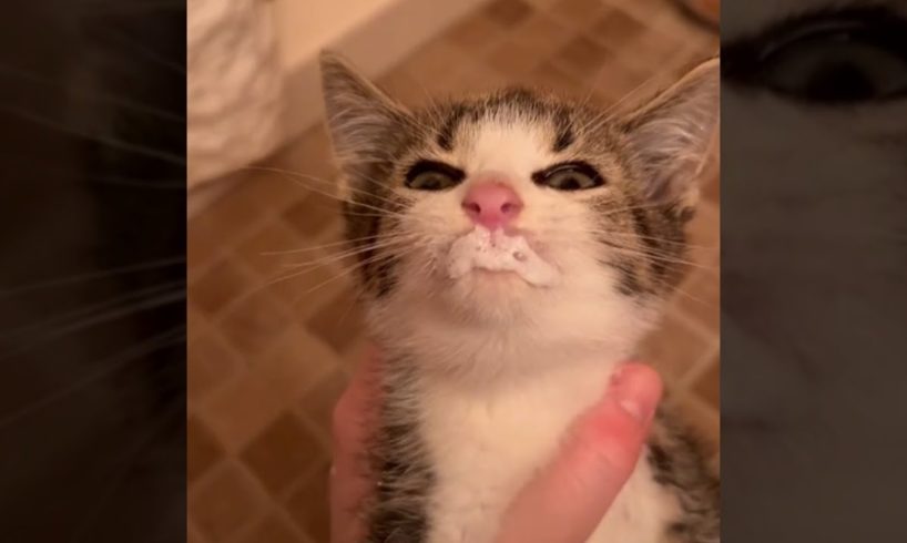 Funniest pet compilation of the year | Funny animals 2022