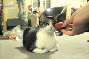 Funny Animals That Don't Like Fruit