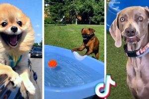 Funny DOG Videos! 🐶 (Cute PUPPIES Compilation) 🐶