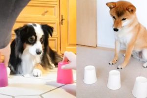 Funny Dogs and Cats Reaction to Magic Tricks | Aww Animals