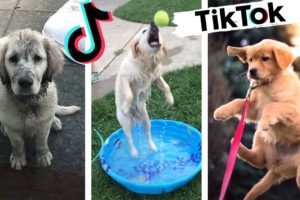 Funny Dogs of TIK TOK Compilation ~ Try Not to Laugh ~ Cute Puppies TikTok