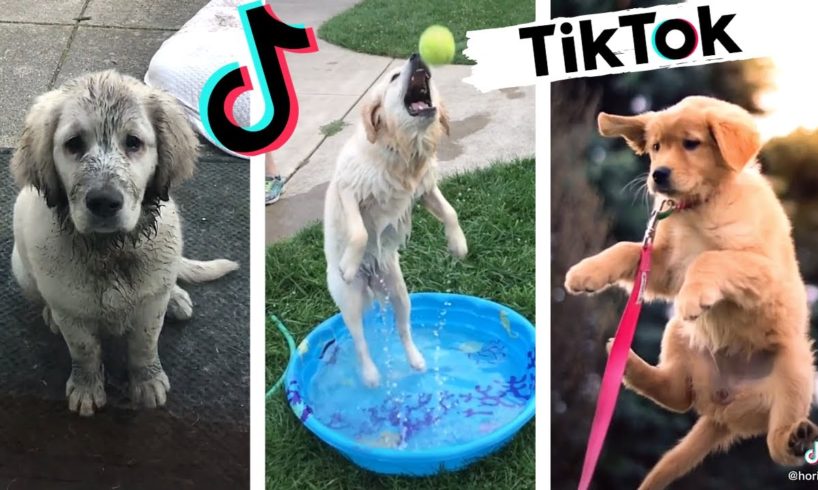 Funny Dogs of TIK TOK Compilation ~ Try Not to Laugh ~ Cute Puppies TikTok