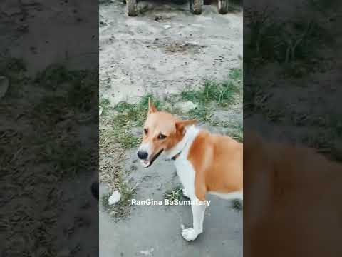Funny Saven Playing With Me 🐕🤗😘 || Shorts Video Epi-97 || #shorts #dog