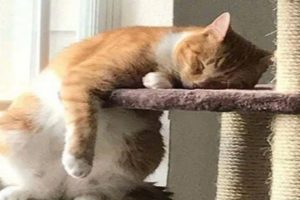 Funny Sleeping Cats | Photo Compilation
