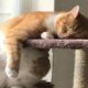 Funny Sleeping Cats | Photo Compilation