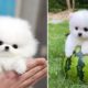 Funny and Cute Pomeranian Videos #1 Cutest Puppies