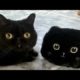Funny animals - Funny cats / dogs - Funny animal videos 224
