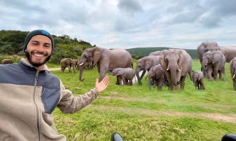 GIANT ELEPHANTS FOUND IN ￼PRESERVE! *￼TERRIFYING*