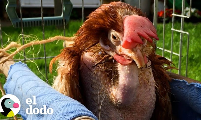 Gallina desnuda rescatada aprende a caminar | El Dodo