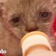 Gata acoge a un gatito huérfano solitario | Pequeño y Valiente | El Dodo