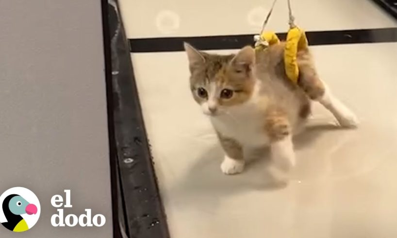 Gatito de cuatro libras se arruncha con su hermano de 85 libras | El Dodo