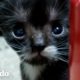 Gatito más pequeño del mundo crece para ser un mini gato | El Dodo