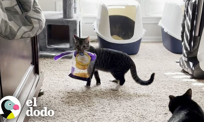 Gato necesita una familia que entienda su obsesión con... el queso | Cat Crazy | El Dodo