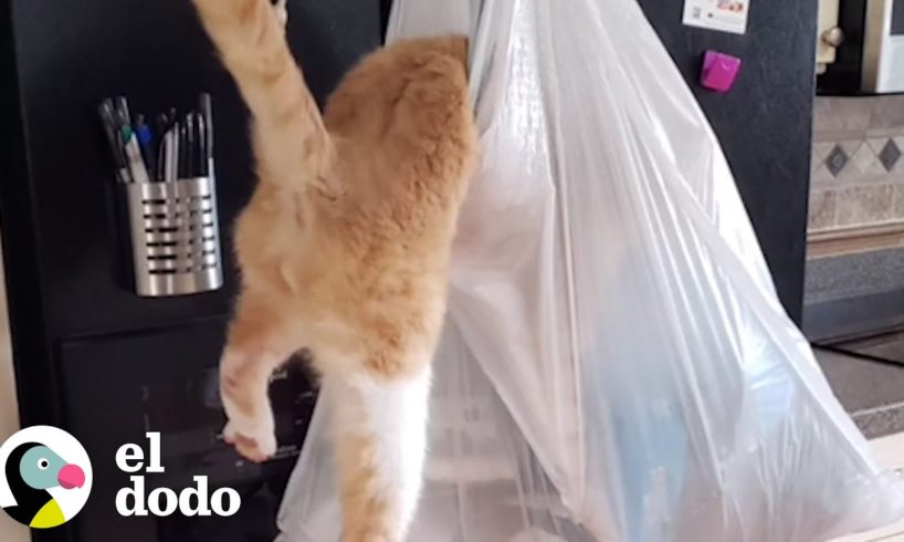 Gato que siempre intenta robar comida es enviado a “su habitación” cuando sus papá cocinan | El Dodo